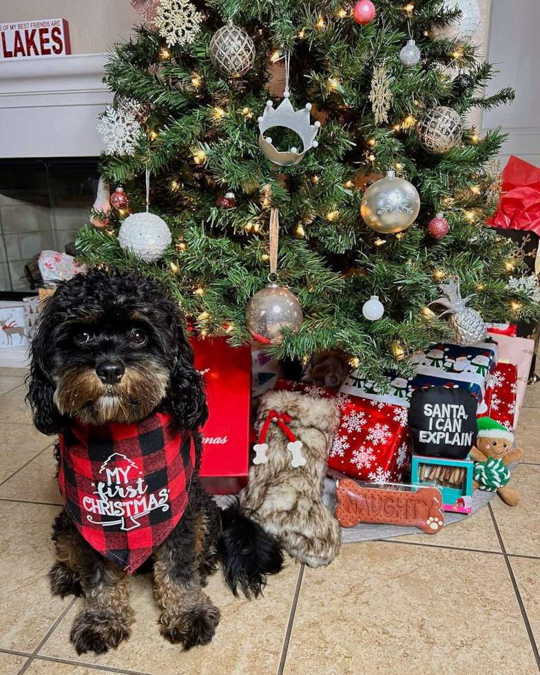 Chula Vista Cavapoo Pup