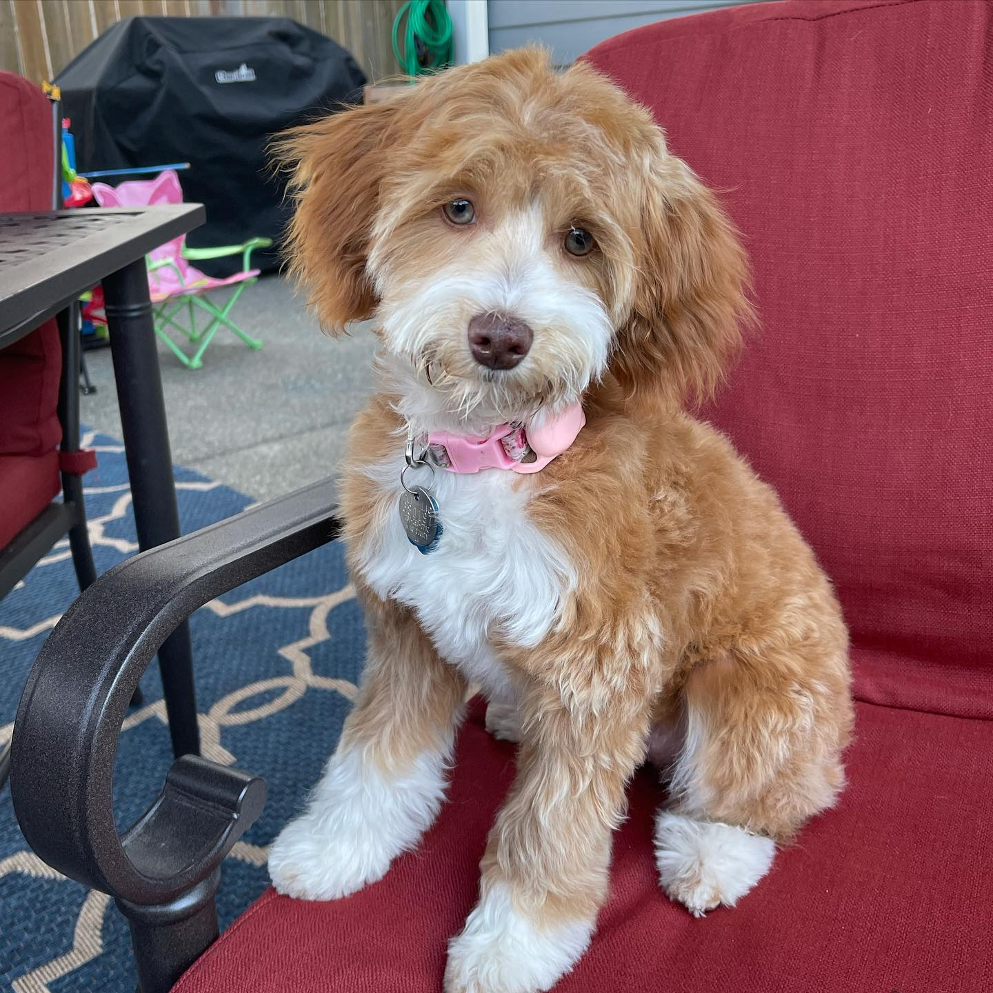 Happy Mini Aussiedoodle Baby