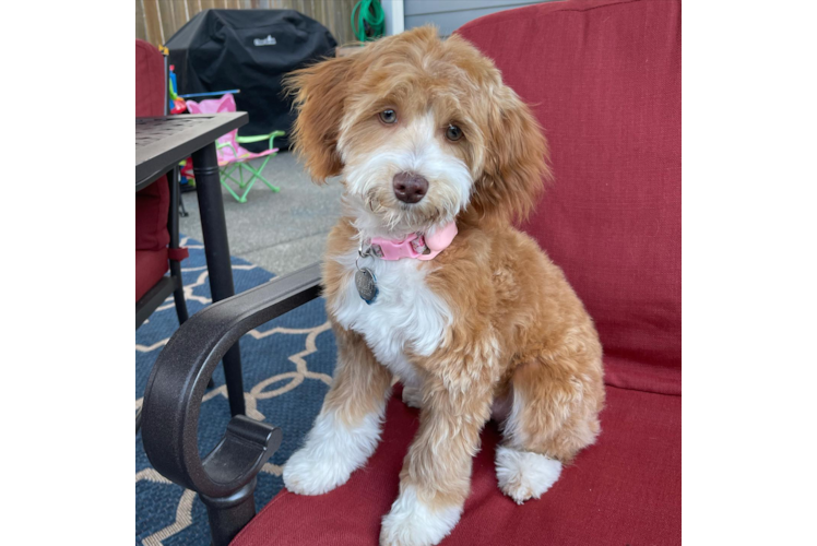 Happy Mini Aussiedoodle Baby