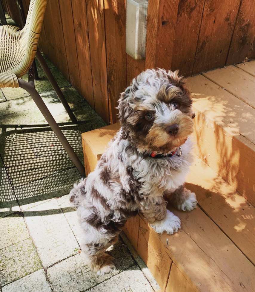 Fluffy Mini Aussiedoodle Poodle Mix Pup