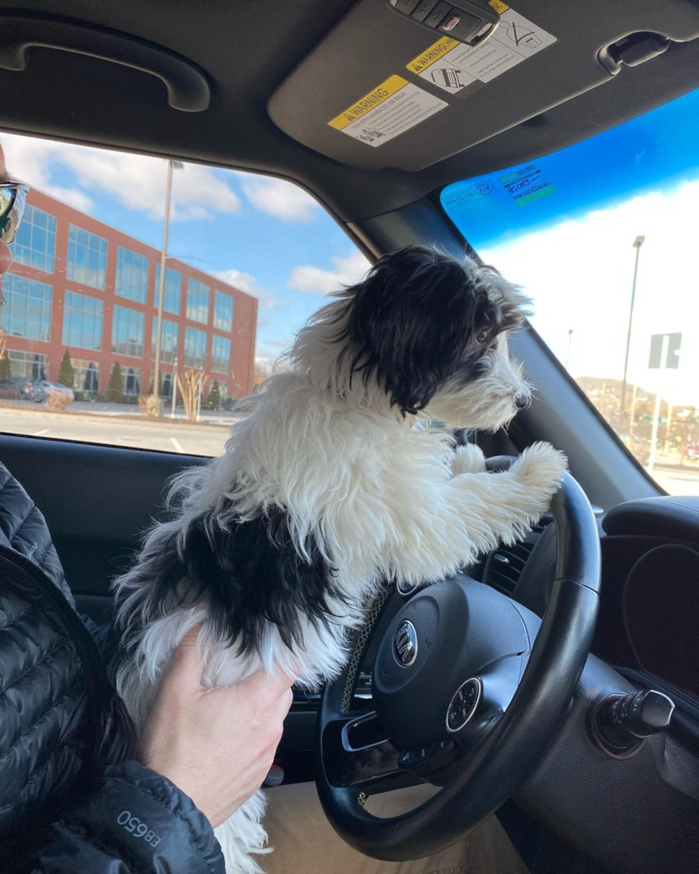 Cincinnati Havanese Pup