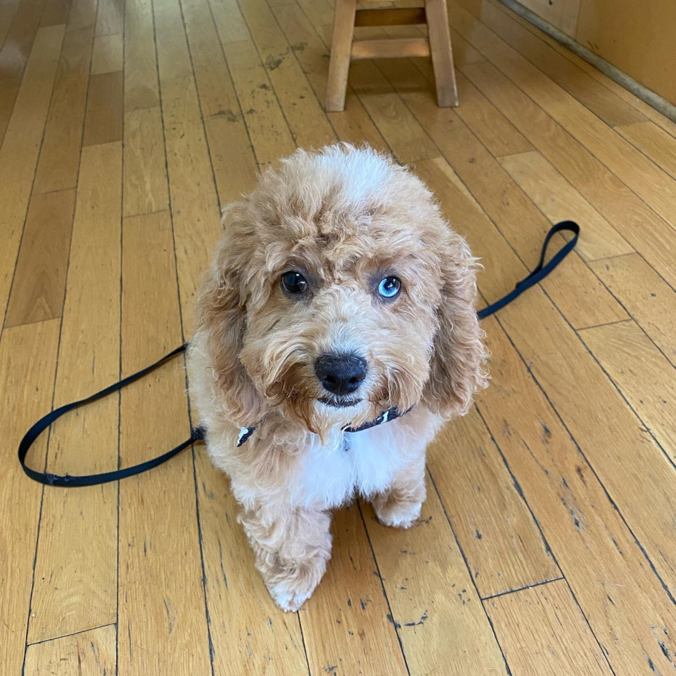 Petite Poodle Pup in Redlands CA