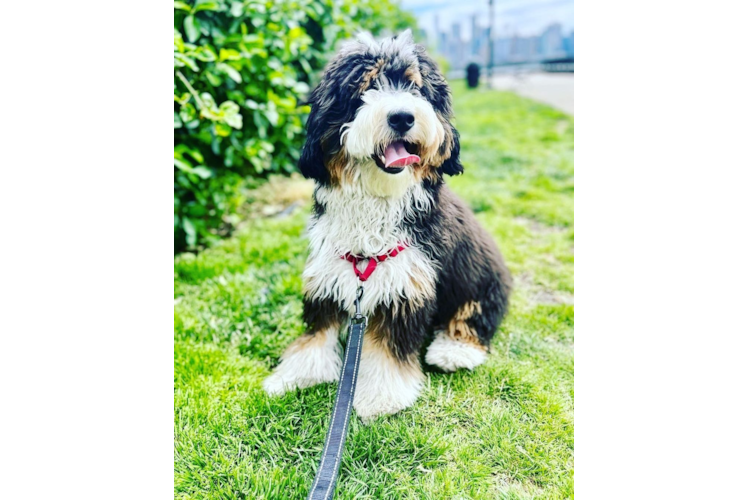 Mini Bernedoodle Puppy for Adoption