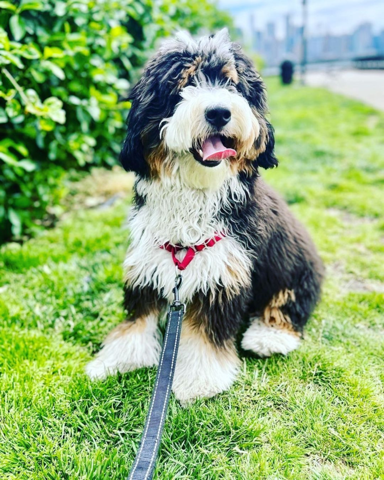 Fluffy Mini Bernedoodle Poodle Mix Pup