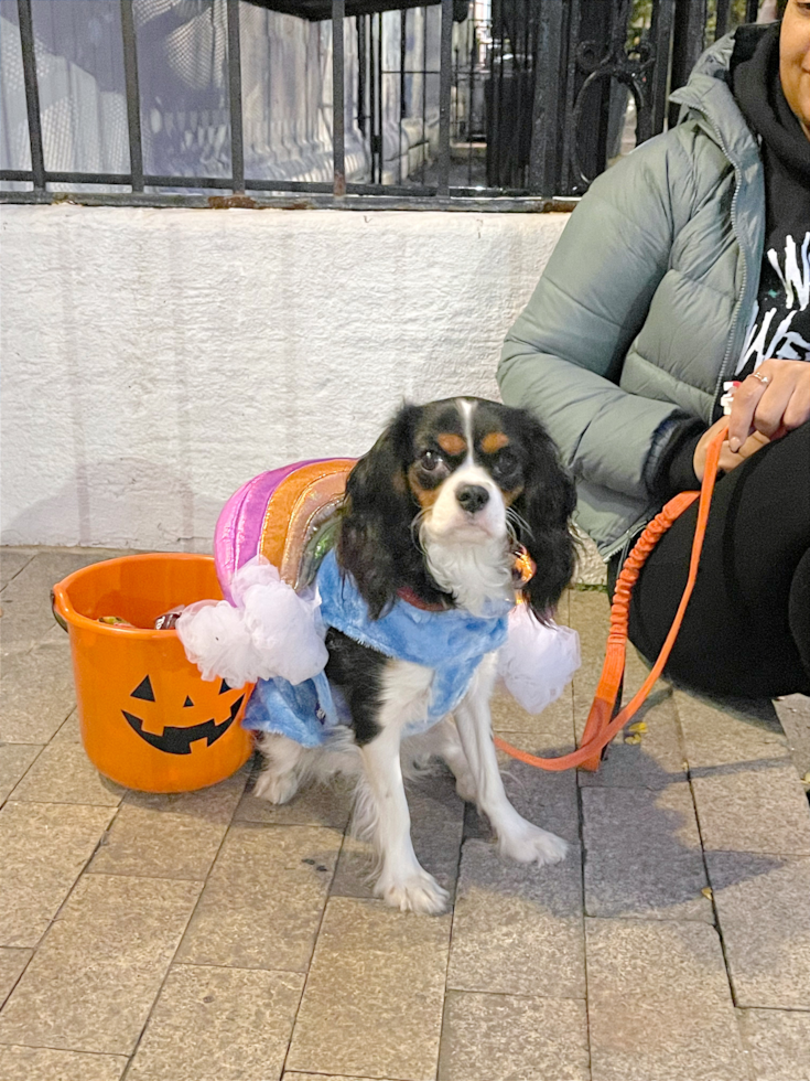 Cavalier King Charles Spaniel Being Cute