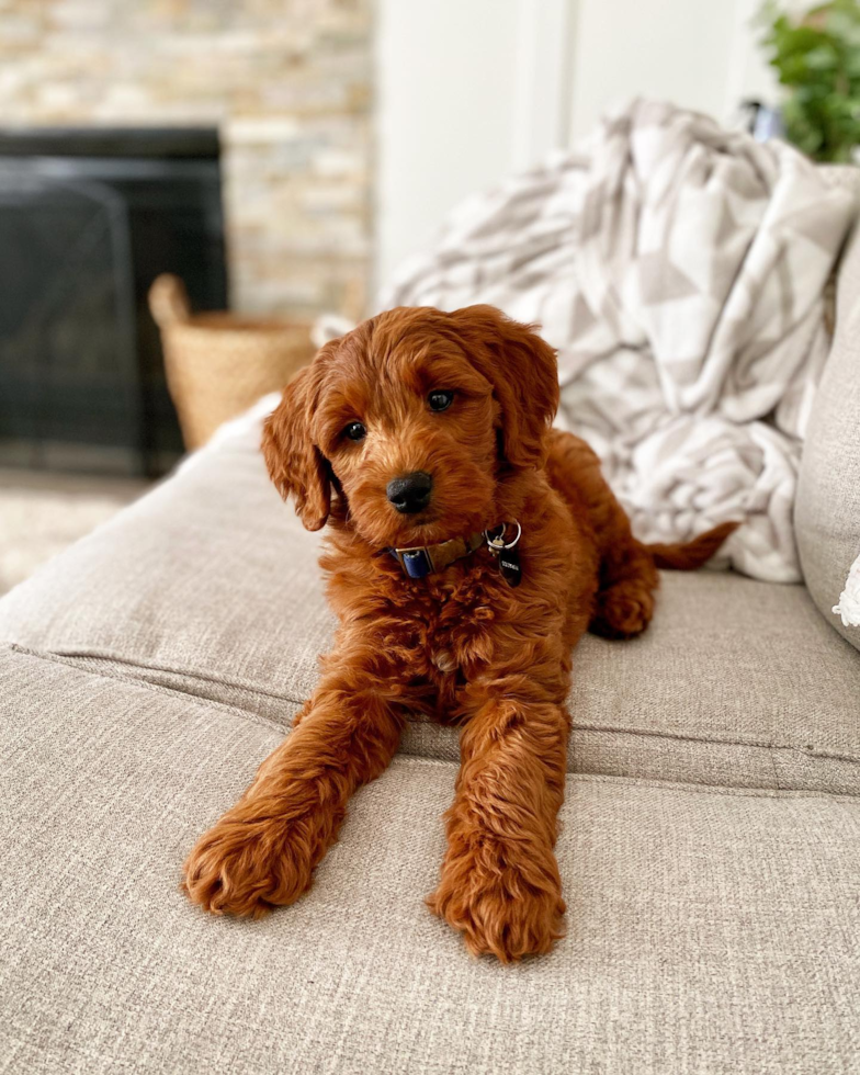 Mini Goldendoodle Being Cute