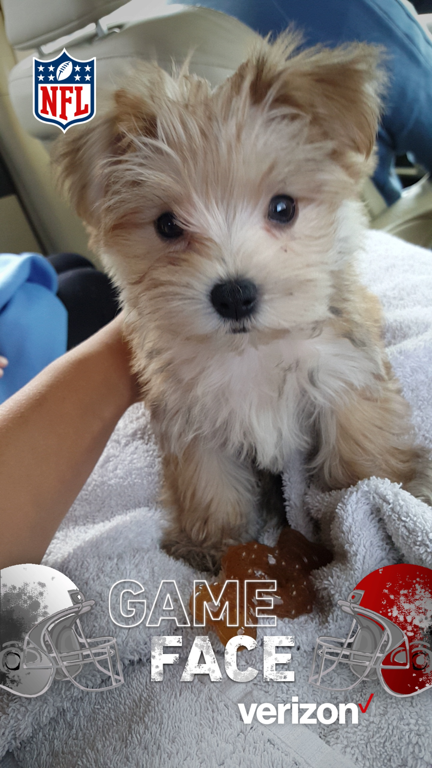 Happy Morkie Baby