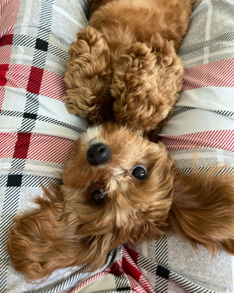 Petite Cavapoo Poodle Mix Pup