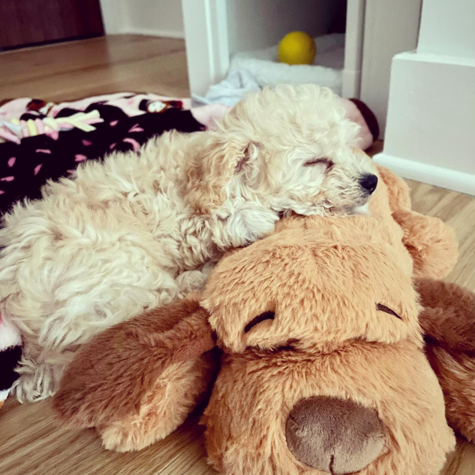 Friendly Poochon Pup