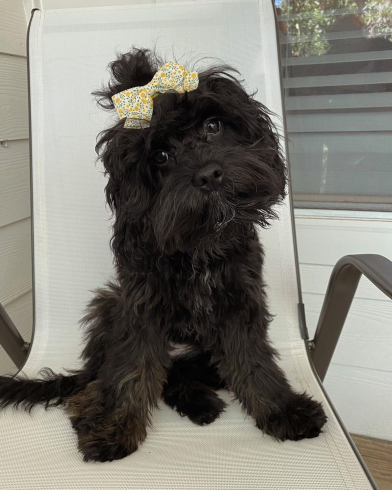 Smart Cavapoo Poodle Mix Pup