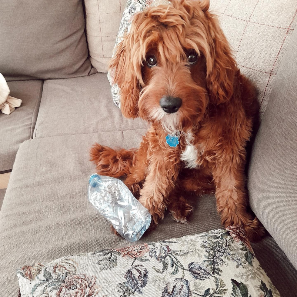 New York Cavapoo Pup