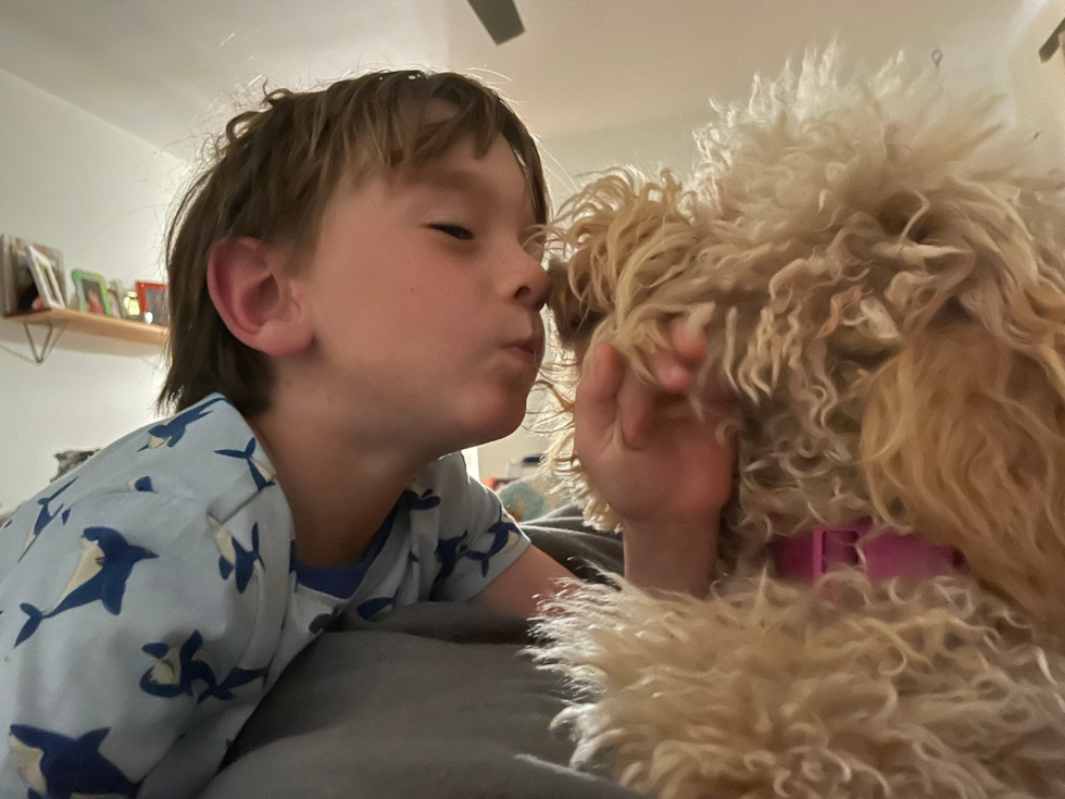 Popular Mini Goldendoodle Poodle Mix Pup