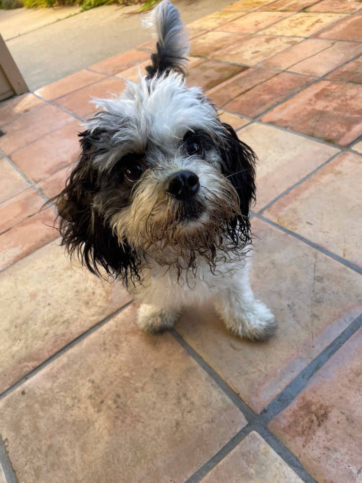 Cavachon Being Cute