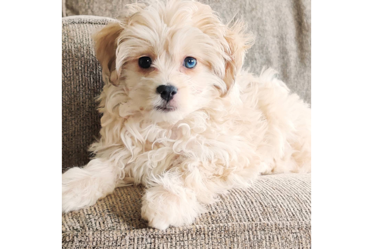 Mini Aussiedoodle Puppy for Adoption