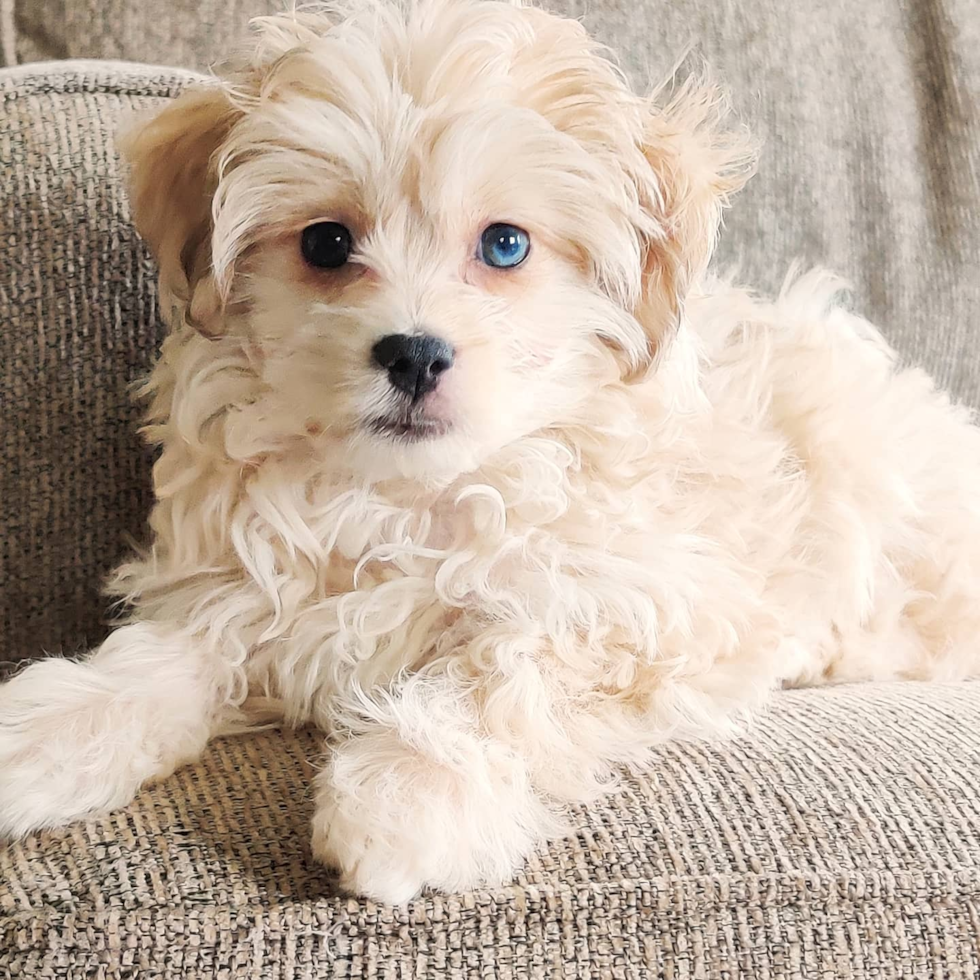 Mini Aussiedoodle Being Cute