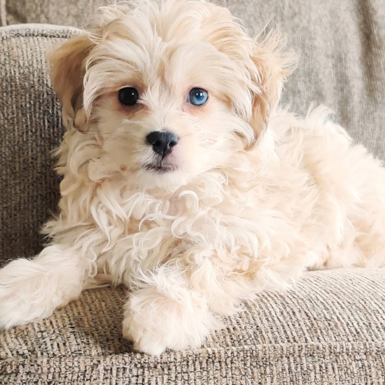 Mini Aussiedoodle Being Cute