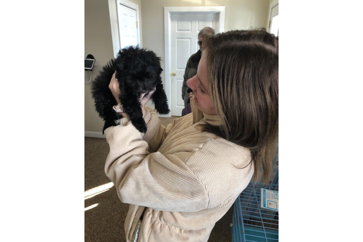 Cute Maltipoo Baby