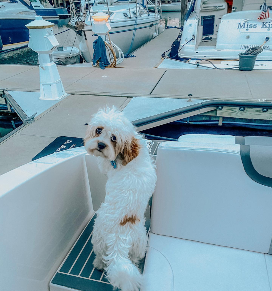 Fluffy Cavachon Designer Pup