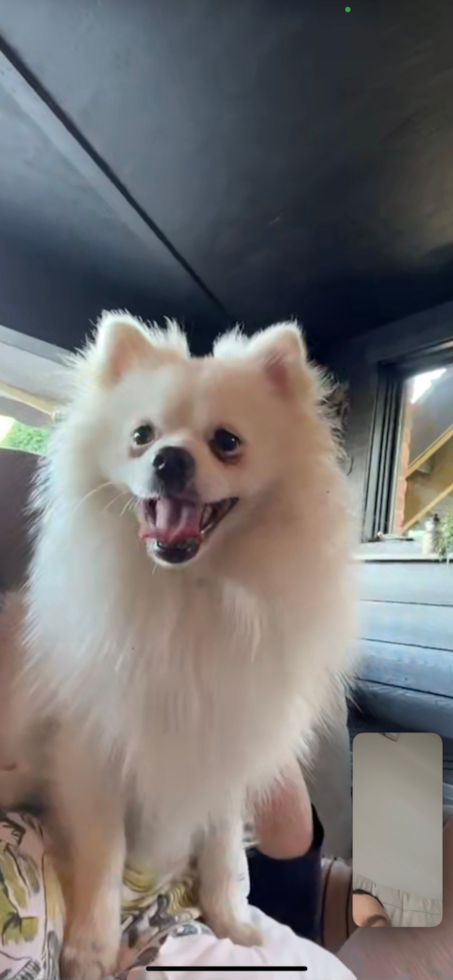 Smart Pomeranian Pup in