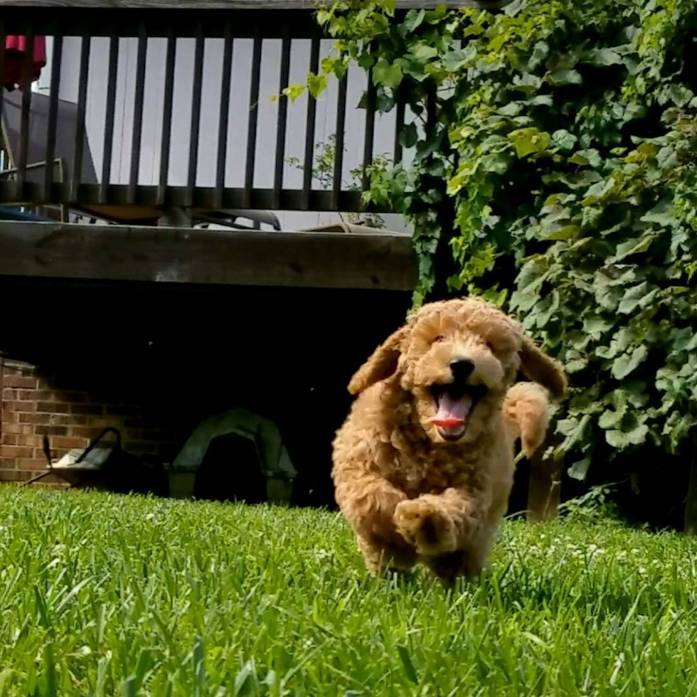 Small Mini Goldendoodle Pup