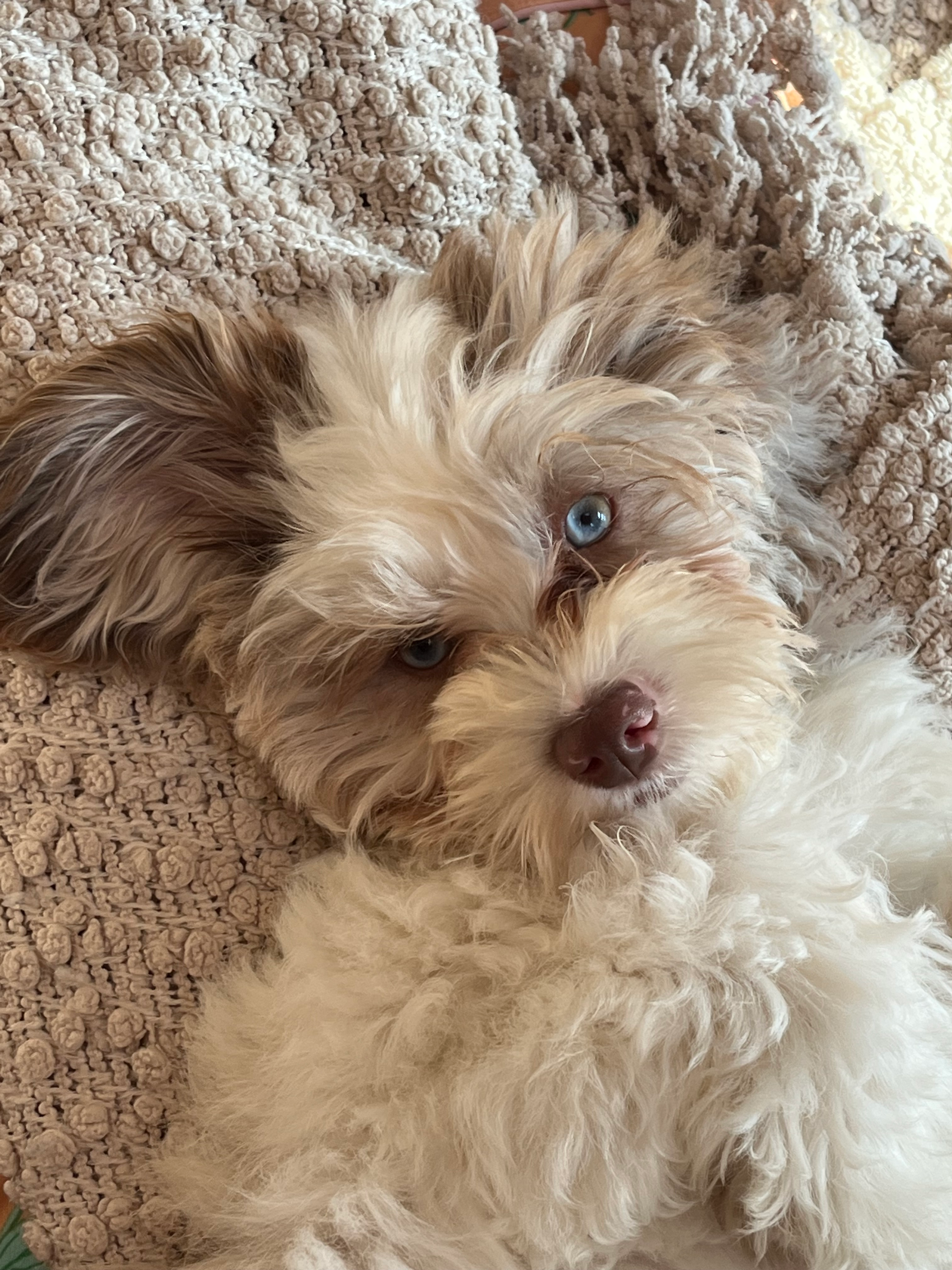 Friendly Shih Poo Baby