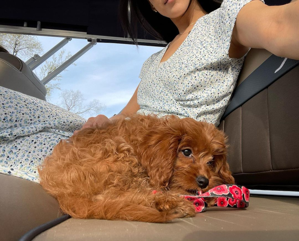 Energetic Cavoodle Poodle Mix Pup