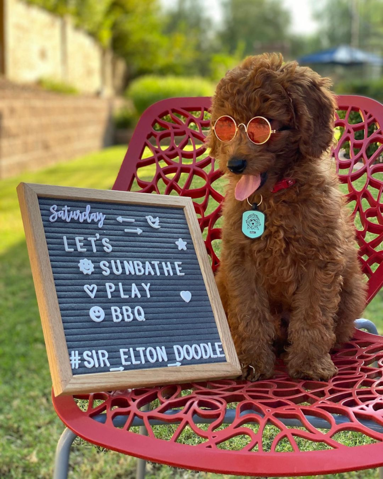 Phoenix Mini Goldendoodle Pup