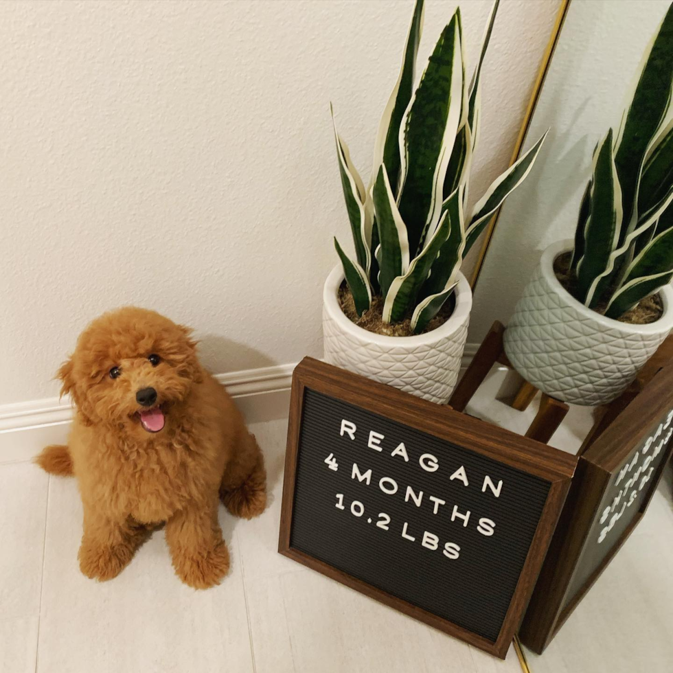 Mini Goldendoodle Being Cute