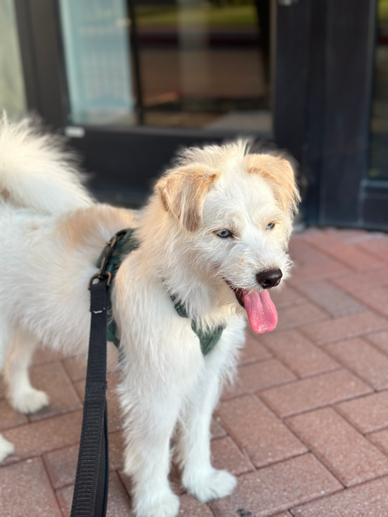 Popular Mini Pomskydoodle Poodle Mix Pup