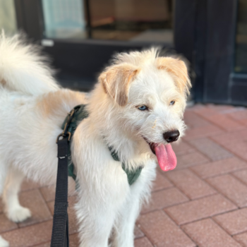 Popular Mini Pomskydoodle Poodle Mix Pup