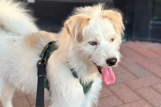 Popular Mini Pomskydoodle Poodle Mix Pup