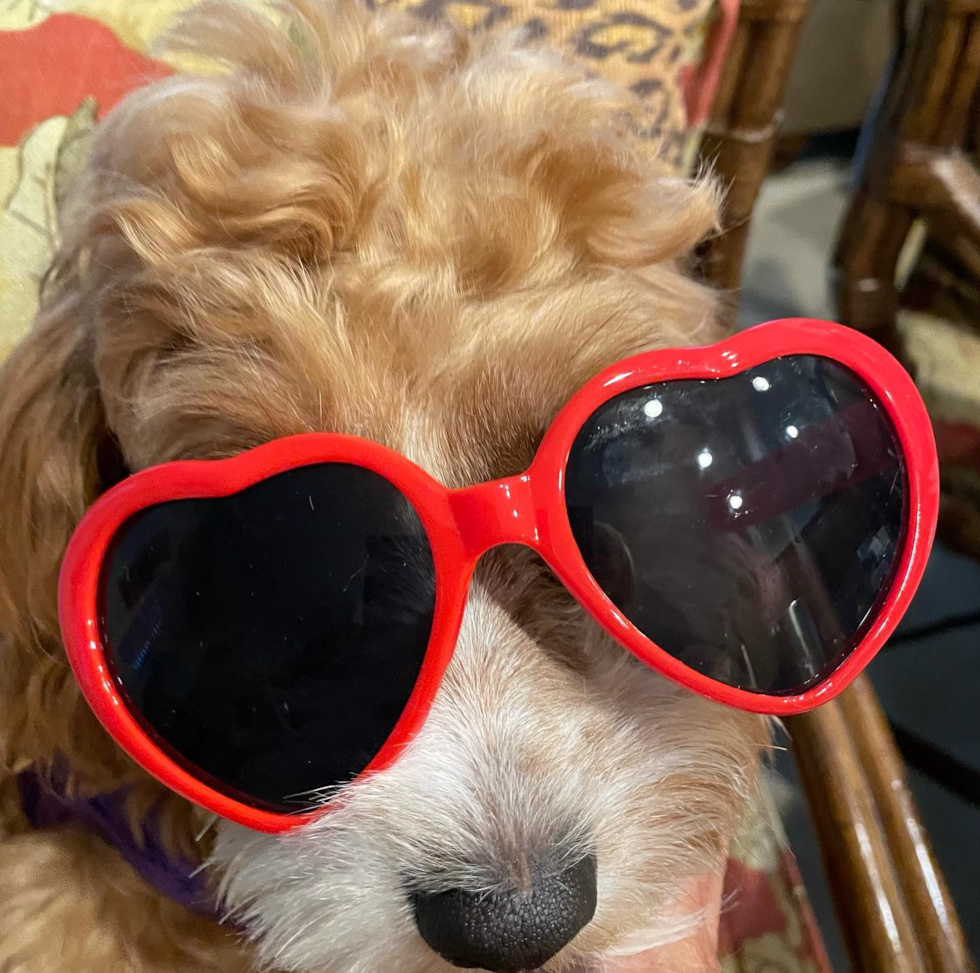 Adorable Cavoodle Poodle Mix Pup