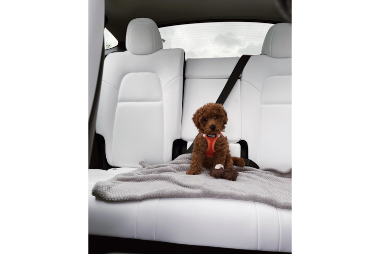 Energetic Golden Retriever Poodle Mix Puppy