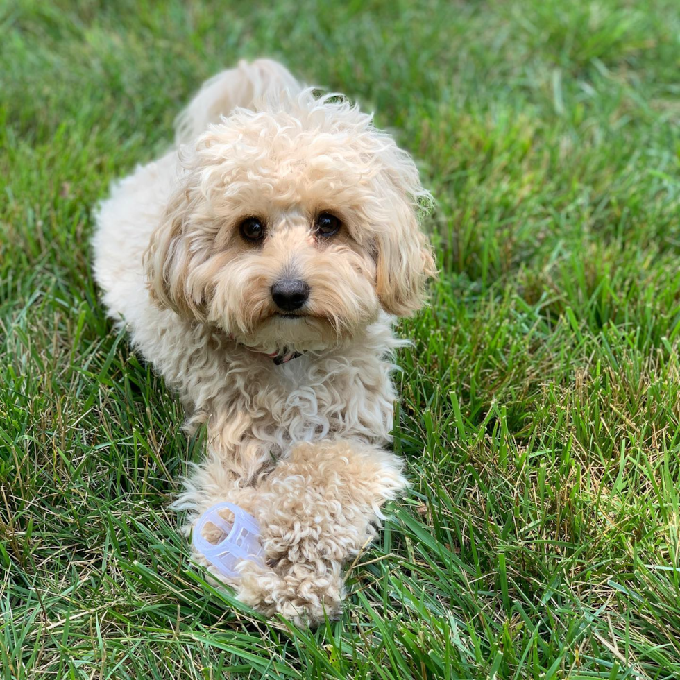 Funny Cavapoo Poodle Mix Pup