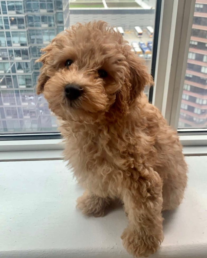 Fluffy Mini Goldendoodle Poodle Mix Pup