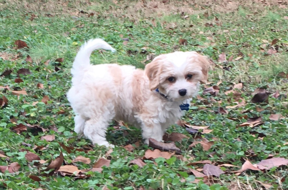 Cavachon Being Cute