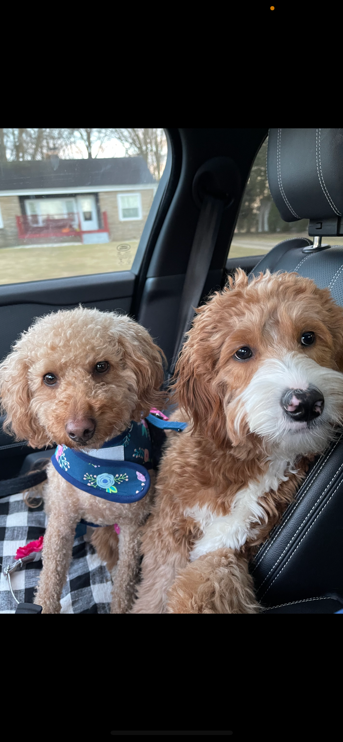 Petite Mini Goldendoodle Poodle Mix Pup