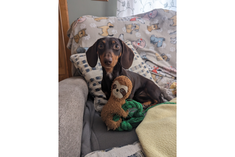 Cute Dachshund Purebred Puppy