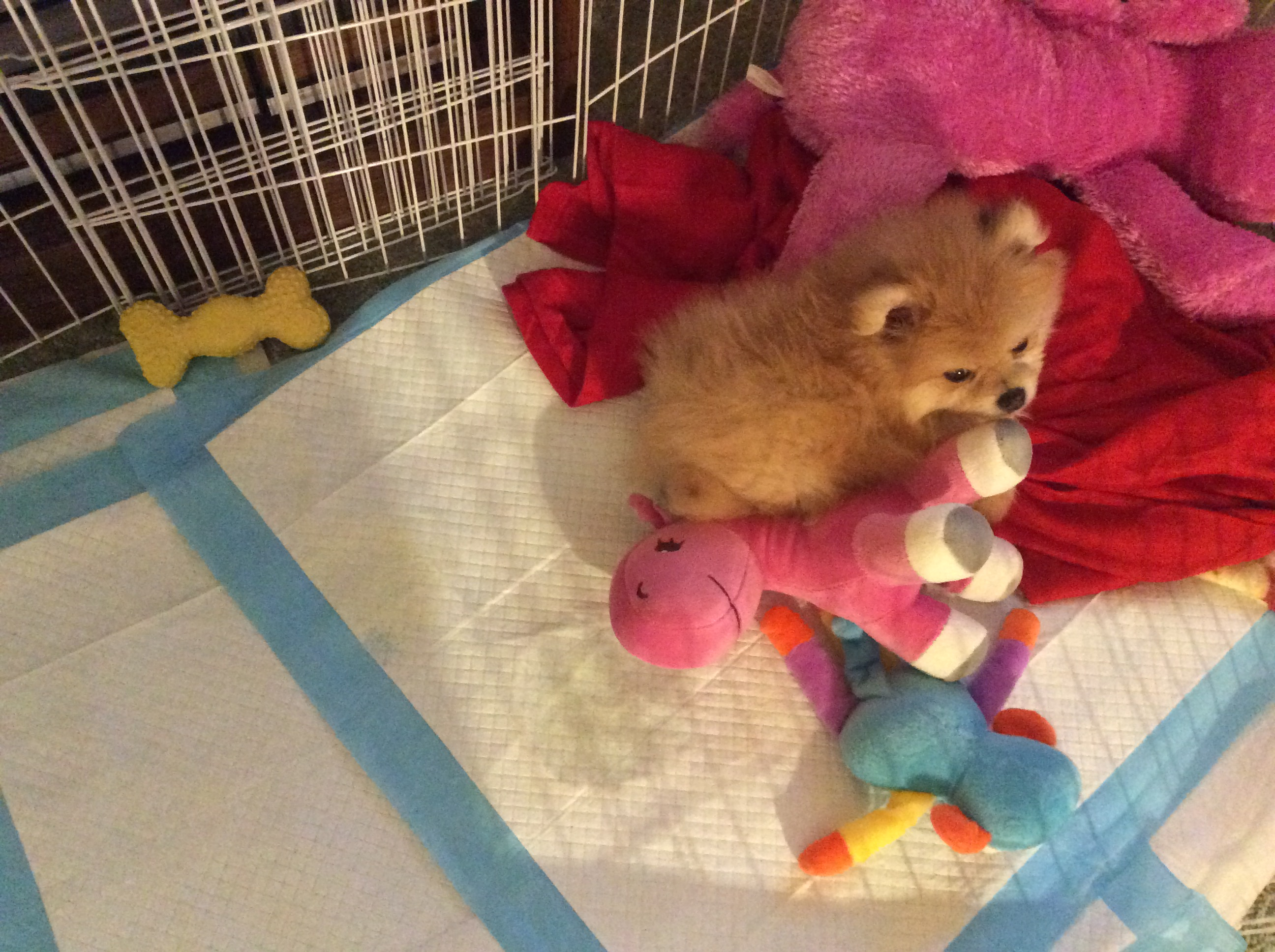Best Pomeranian Baby
