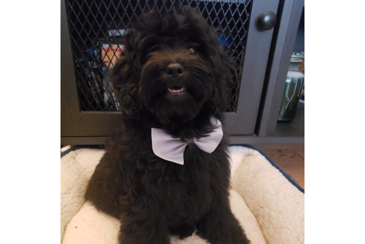 Cavapoo Pup Being Cute