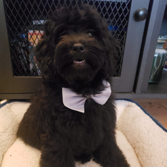 Hypoallergenic Cavoodle Poodle Mix Pup