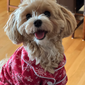 Maltipoo Being Cute