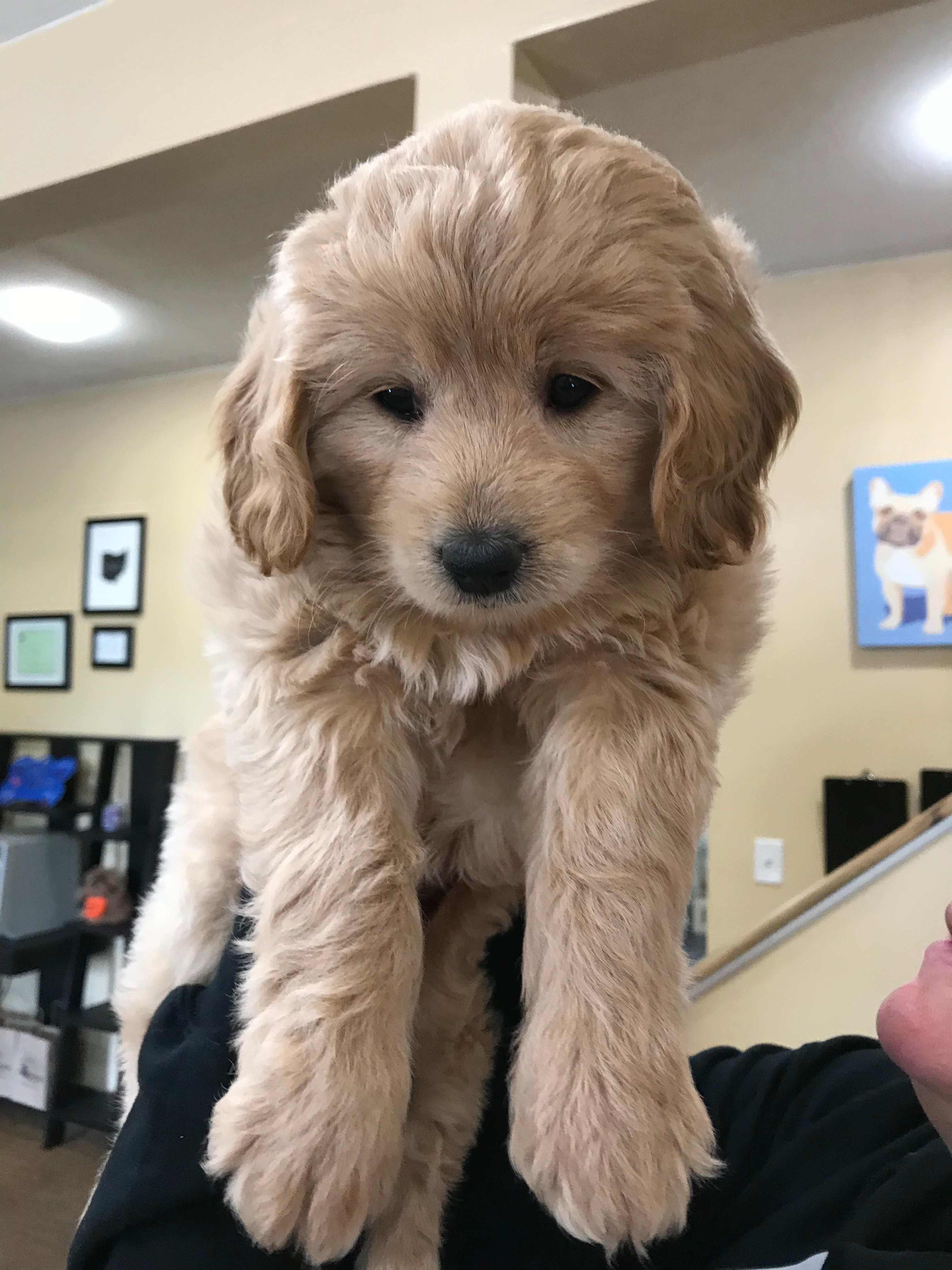 Mini Goldendoodle Puppy for Adoption