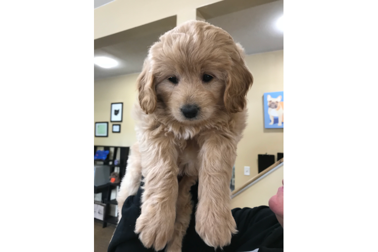 Mini Goldendoodle Puppy for Adoption