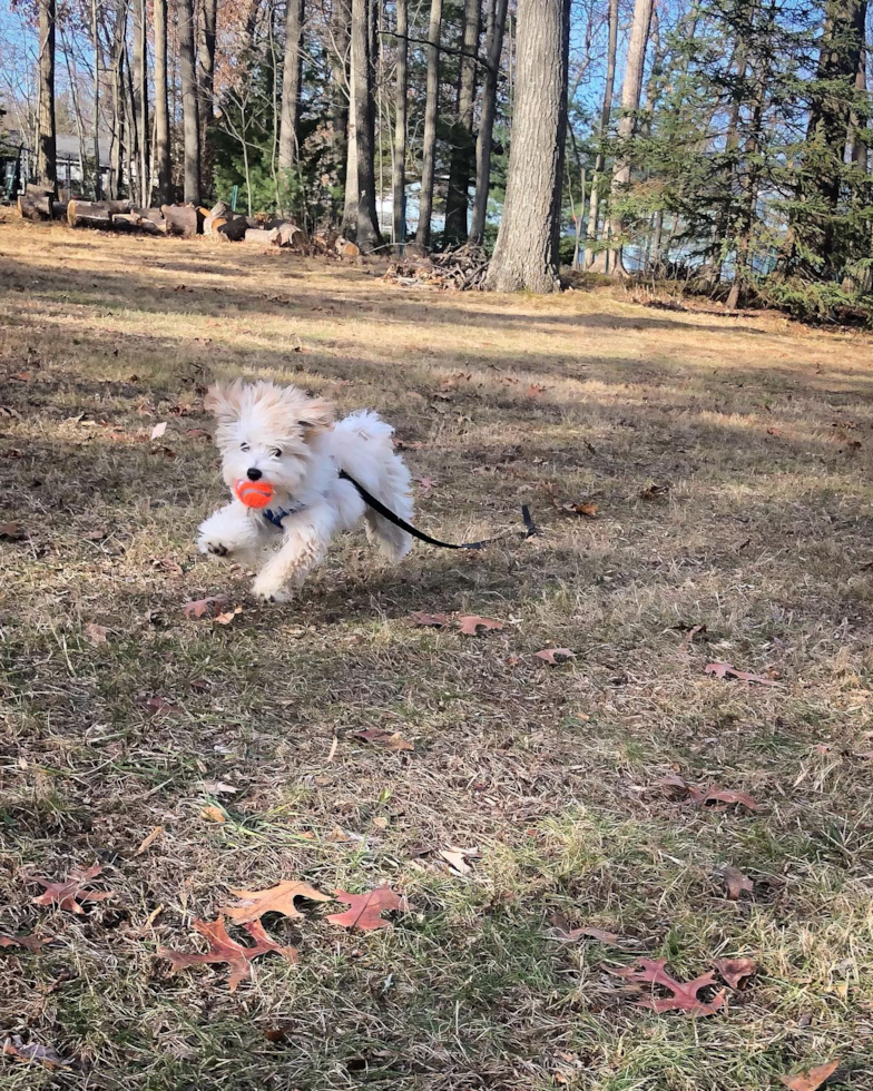 Maltipoo Being Cute