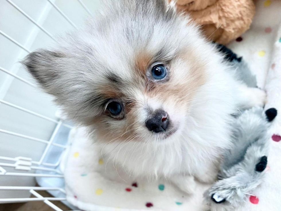 Popular Pomeranian Purebred Pup