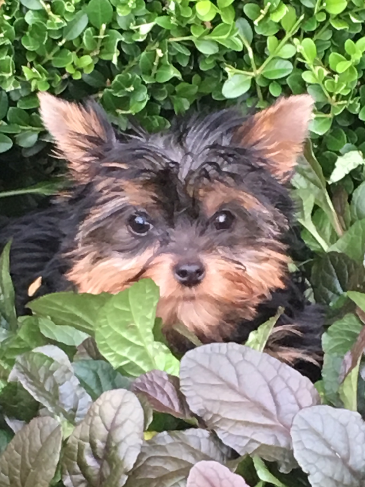 Katy Yorkshire Terrier Pup