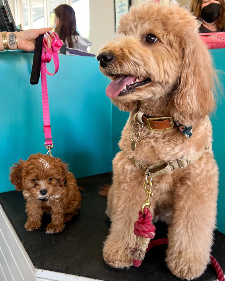 Hypoallergenic Cavoodle Poodle Mix Pup