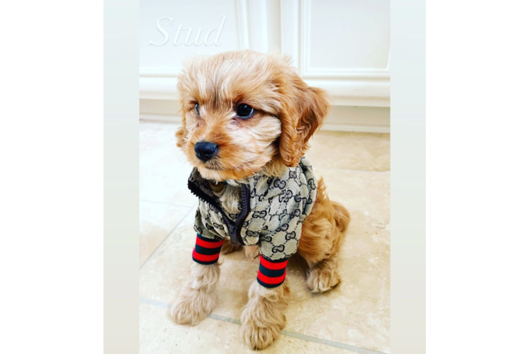 Small Cavapoo Baby