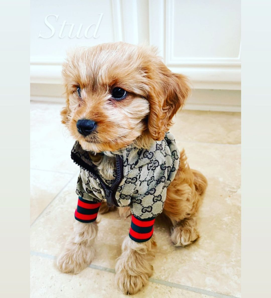 Playful Cavoodle Poodle Mix Pup